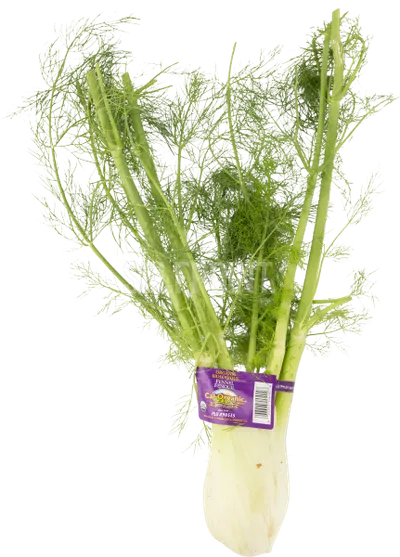 Organic Fennel