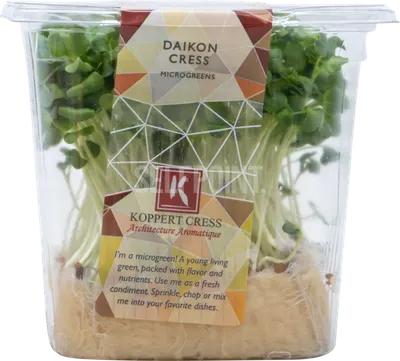 Daikon Purple Cress