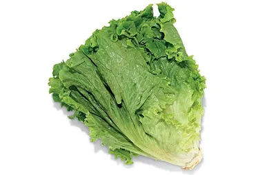 Green Leaf Lettuce