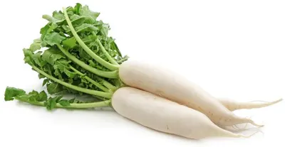 White Daikon Radish