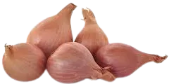 Shallots