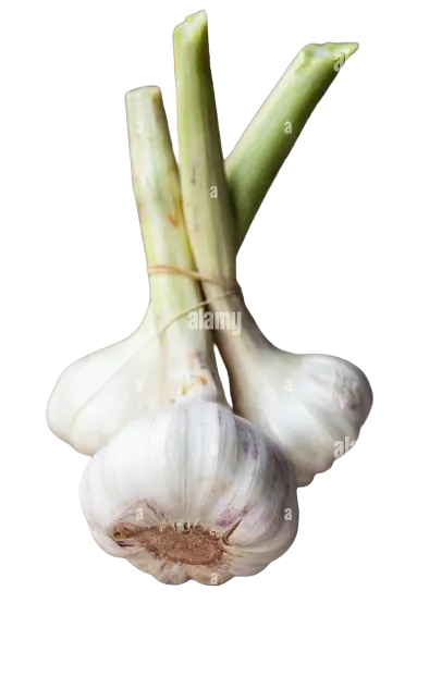 Garlic Fresh