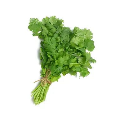 Cilantro