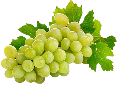 Green Seedless Grapes