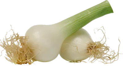 Large Bulb Scallion Onions
