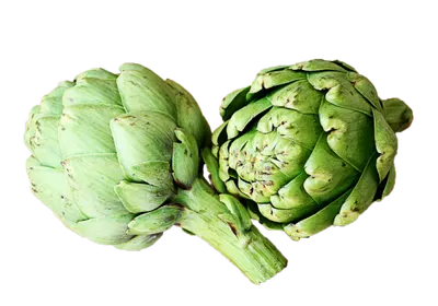 Large Artichokes