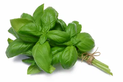 Fresh Basil