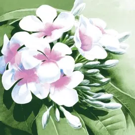 Flowers Lunch Table Napkins