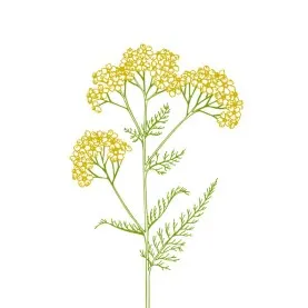 Lunch Napkins Wildflowers 20 ct