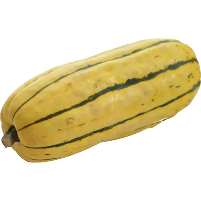 Squash Delicata