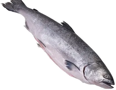 Baby Salmon Whole