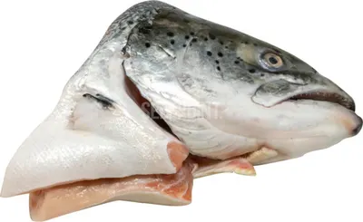 Fish Head - Scottish Salmon - Frozen