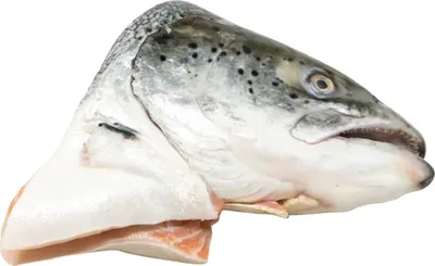 Fish Head - Baby Salmon - Frozen