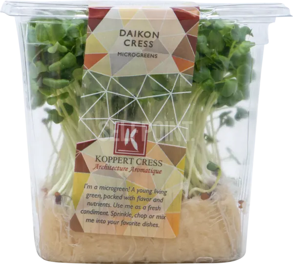 Daikon Purple Cress