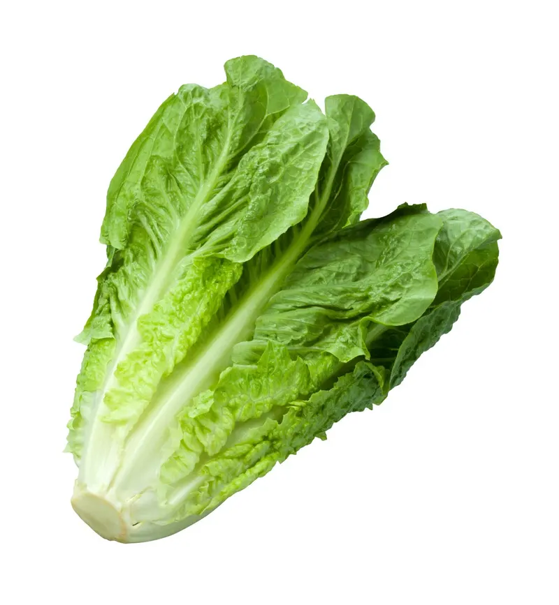Romaine Lettuce Whole