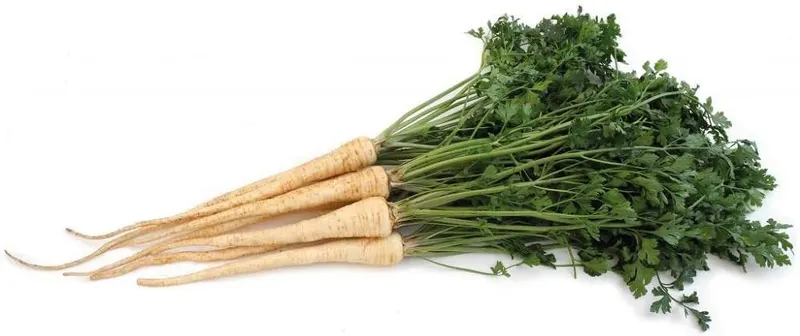 Parsley Roots