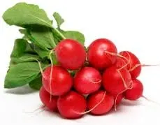 Radish Red Bunch