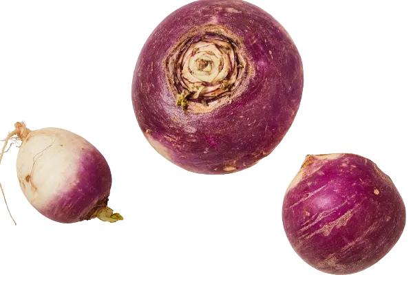 Turnip