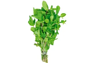 Fresh Mint