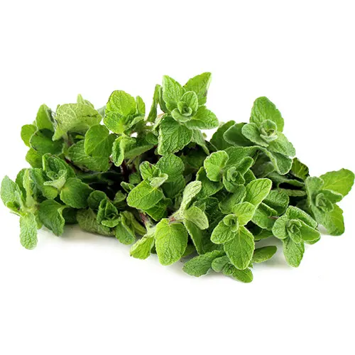 Oregano