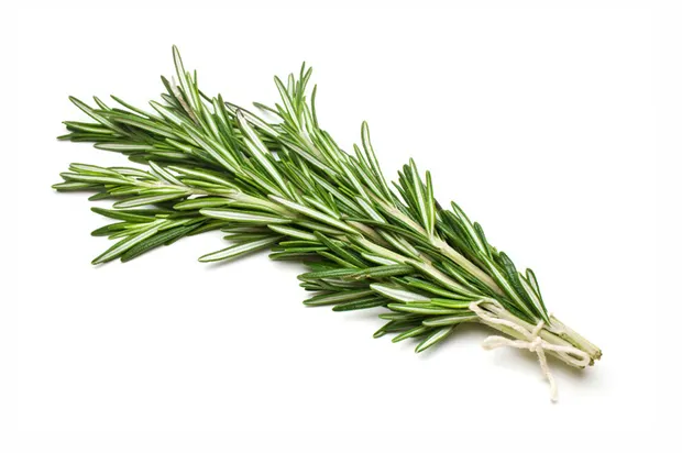 Fresh Rosemary