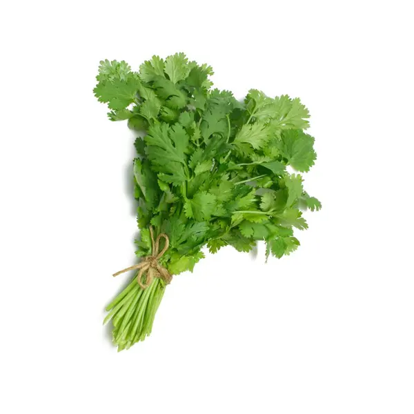 Cilantro
