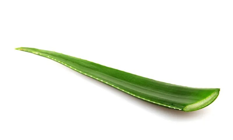 Aloe Vera Plant