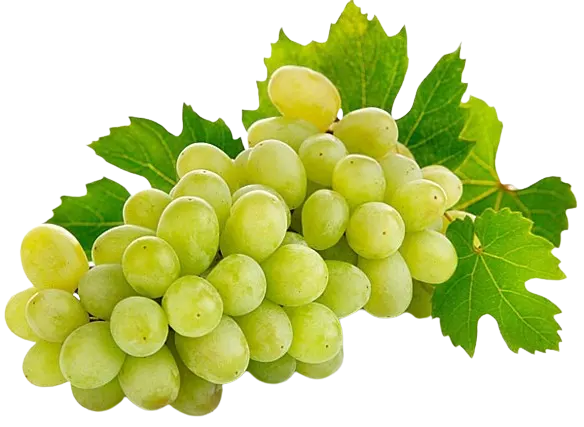 Green Seedless Grapes