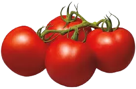 Tomatoes On Vine Stem Cluster