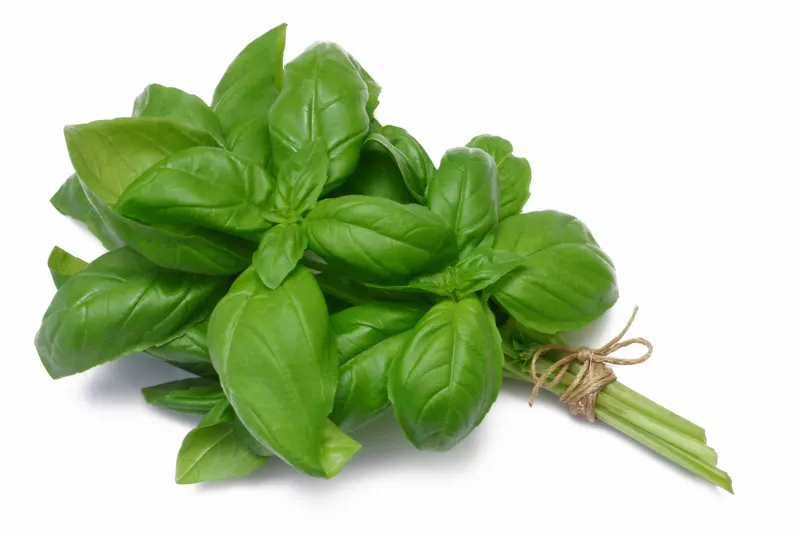 Fresh Basil