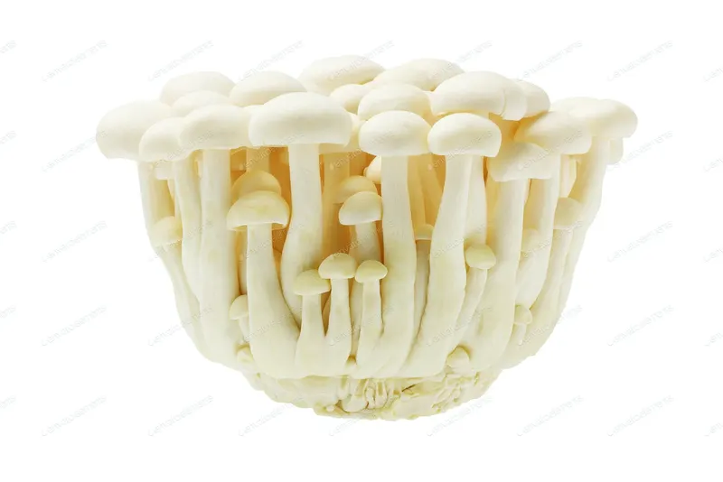 100% Natural White Beech Mushrooms