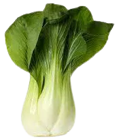 Bok Choy Cabbage