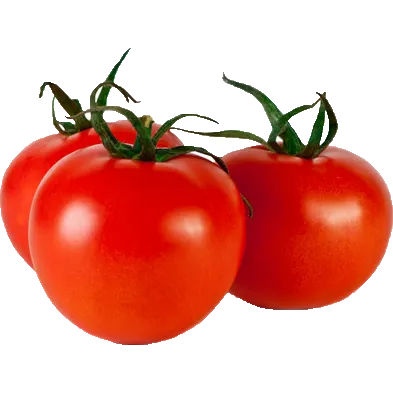Organic Tomatoes on the Vine