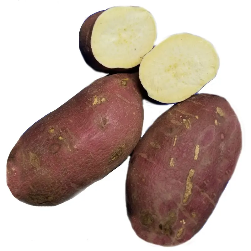 Organic Oriental Sweet Potato