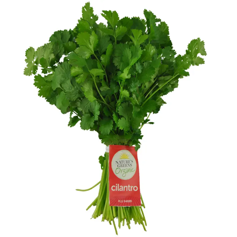 Cilantro Organic
